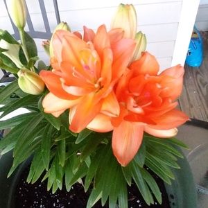 Meet your Posher, Bridget